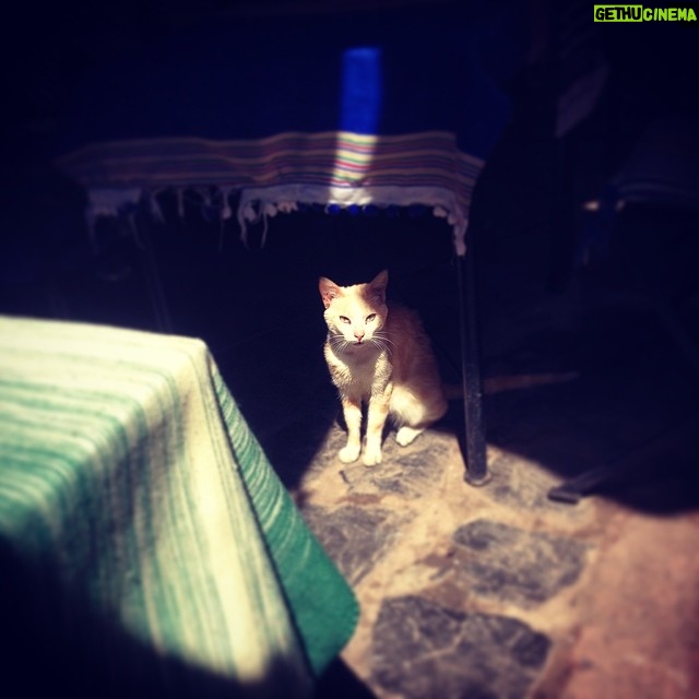 Randy Harrison Instagram - "Ouarda Finds her Light" #2, The Kitties of Morocco