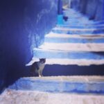 Randy Harrison Instagram – “Na’eema Contemplating the Last Step” the first in my series, The Kitties of Morocco