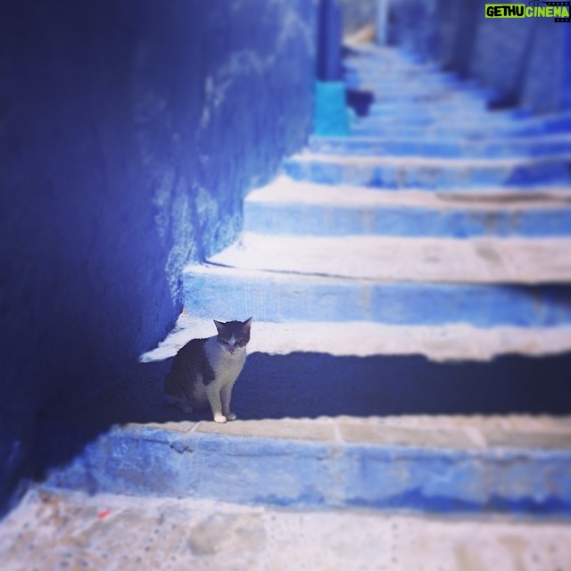 Randy Harrison Instagram - "Na'eema Contemplating the Last Step" the first in my series, The Kitties of Morocco