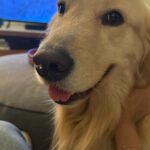Ranjini Haridas Instagram - Who does Duke love more? @sharathpulimood #doggolove #goldenretriever #handsomeness #❤️