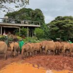 Raquelle Stevens Instagram – @sheldricktrust 🤍 Kenya, Africa