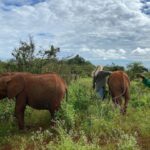 Raquelle Stevens Instagram – @sheldricktrust 🤍 Kenya, Africa