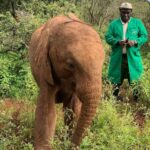 Raquelle Stevens Instagram – Loved getting to see the elephants @sheldricktrust. The Sheldrick Trust is dedicated to the protection of wildlife and the preservation of habitats in East Africa. The trust was started more than 40 years ago and is best known for its Orphans’ Project. It was the first elephant orphan rescue and rehabilitation program in the world. And I got to adopt an elephant named Ziwadi!! 🤗🐘🤍 Kenya, Africa