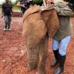 Raquelle Stevens Instagram – Loved getting to see the elephants @sheldricktrust. The Sheldrick Trust is dedicated to the protection of wildlife and the preservation of habitats in East Africa. The trust was started more than 40 years ago and is best known for its Orphans’ Project. It was the first elephant orphan rescue and rehabilitation program in the world. And I got to adopt an elephant named Ziwadi!! 🤗🐘🤍 Kenya, Africa