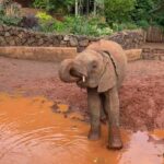 Raquelle Stevens Instagram – Loved getting to see the elephants @sheldricktrust. The Sheldrick Trust is dedicated to the protection of wildlife and the preservation of habitats in East Africa. The trust was started more than 40 years ago and is best known for its Orphans’ Project. It was the first elephant orphan rescue and rehabilitation program in the world. And I got to adopt an elephant named Ziwadi!! 🤗🐘🤍 Kenya, Africa
