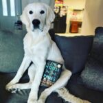 Reese Witherspoon Instagram - Happy #NationalDogDay! With #ReesesBarkClub... anything is paw-sible. 🐶🐾 ✨ 📸: @alfreads_books @shereadsonthebeach @pugsnpages @readingwithreesey @paws.and.read @books_wine_and_sunshine @charliebrounandliv @readbyraines @gissellereads