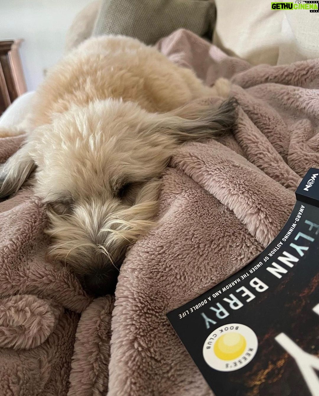 Reese Witherspoon Instagram - Happy #NationalDogDay! With #ReesesBarkClub... anything is paw-sible. ๐ถ๐พ โจ ๐ธ: @alfreads_books @shereadsonthebeach @pugsnpages @readingwithreesey @paws.and.read @books_wine_and_sunshine @charliebrounandliv @readbyraines @gissellereads