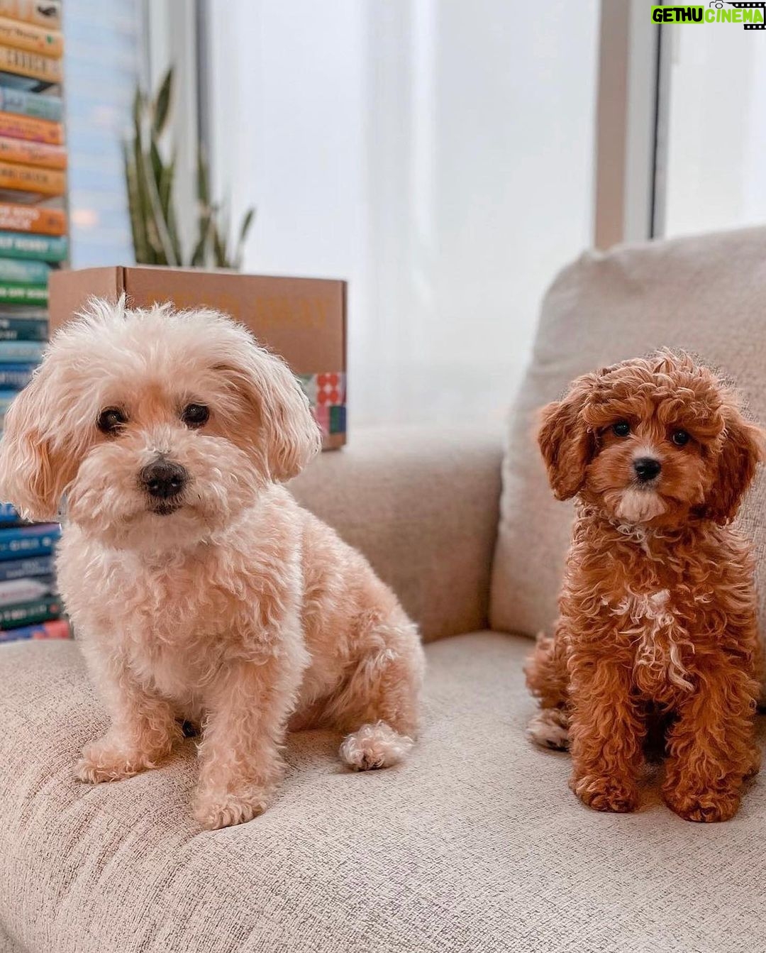 Reese Witherspoon Instagram - Happy #NationalDogDay! With #ReesesBarkClub... anything is paw-sible. ๐ถ๐พ โจ ๐ธ: @alfreads_books @shereadsonthebeach @pugsnpages @readingwithreesey @paws.and.read @books_wine_and_sunshine @charliebrounandliv @readbyraines @gissellereads