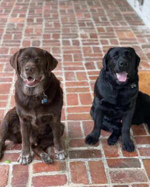 Reese Witherspoon Instagram - #NationalLoveYourPetDay, aka just a normal day in my life... thankful for my furry friends 🥰🐾