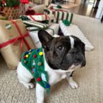 Reese Witherspoon Instagram – Holidays are just better with dogs ! Lots of dogs. 🐕‍🦺🦴❤️🎄Major+Minnie 🎁