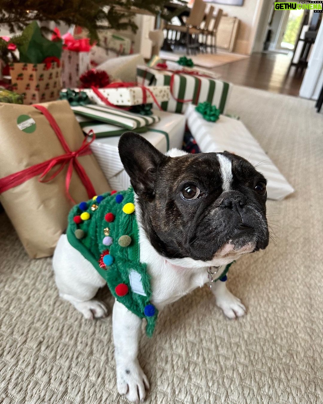 Reese Witherspoon Instagram - Holidays are just better with dogs ! Lots of dogs. ๐โ๐ฆบ๐ฆดโค๏ธ๐Major+Minnie ๐