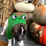 Reese Witherspoon Instagram - So many spoooky costume choices 👻 …and Minnie hates them all 😂 Wishing everyone a safe and Happy Halloween! 😍🎃💀💫