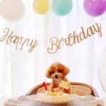 Reika Sakurai Instagram - HAPPY BIRTHDAY!!! うにてぃあん🐶🤍 一歳おめでとう！桜井家の家族になってくれてありがとう♡ これからも家族みんなで沢山思い出つくろーね☺️ 2023.8.26 #うに #うにてぃあん #マルプー #両親のお祝いへの熱力に笑った 🥂