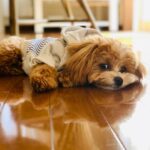 Reika Sakurai Instagram - 🐶🩵 @gracecontinental.official #うに #マルプー #gracecontinental