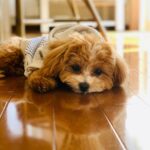 Reika Sakurai Instagram - 🐶🩵 @gracecontinental.official #うに #マルプー #gracecontinental
