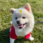 Rina Aizawa Instagram - しんちゃんと公園へ🐕🍃 いい笑顔でしょう🥺 たくさん歩いたあと帰りの車の中では爆睡なしんちゃん😪子供みたいです😂