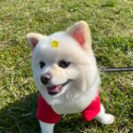 Rina Aizawa Instagram - しんちゃんと公園へ🐕🍃 いい笑顔でしょう🥺 たくさん歩いたあと帰りの車の中では爆睡なしんちゃん😪子供みたいです😂