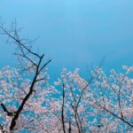 Rina Aizawa Instagram - りな撮の数年前の桜と今年の桜だよー🌸 こんな状況の中、桜が癒しを届けてくれたような、そんな気がしました☺️ 皆さん、健康に気をつけて日々を過ごして下さいね！