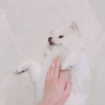 Rina Aizawa Instagram - 久しぶりの更新となってしまいましたが、皆さん元気に過ごしていますか⁇ 私は色々なことに気をつけながら撮影をしたり、新しいことにチャレンジしようとしていたり… 情報解禁まで待っていて下さいね！！ 動画はとんとんしていたら寝ちゃったしんちゃんです、赤ちゃんみたい🤣