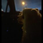 Rina Aizawa Instagram - 久々にしんのすけの写真🐻‍❄️🌙 今年10歳になるよ〜…！ 年をとると愛おしさが増しますね😌