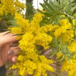 Rina Aizawa Instagram - ロケ現場に🌼🌼 綺麗に咲いていたので沢山写真撮っちゃいました~‼︎