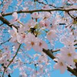 Rina Aizawa Instagram – りな撮の数年前の桜と今年の桜だよー🌸

こんな状況の中、桜が癒しを届けてくれたような、そんな気がしました☺️
皆さん、健康に気をつけて日々を過ごして下さいね！