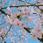 Rina Aizawa Instagram - りな撮の数年前の桜と今年の桜だよー🌸 こんな状況の中、桜が癒しを届けてくれたような、そんな気がしました☺️ 皆さん、健康に気をつけて日々を過ごして下さいね！