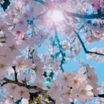 Rina Aizawa Instagram - りな撮の数年前の桜と今年の桜だよー🌸 こんな状況の中、桜が癒しを届けてくれたような、そんな気がしました☺️ 皆さん、健康に気をつけて日々を過ごして下さいね！