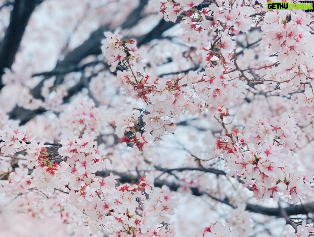 Rina Aizawa Instagram - りな撮の数年前の桜と今年の桜だよー🌸 こんな状況の中、桜が癒しを届けてくれたような、そんな気がしました☺️ 皆さん、健康に気をつけて日々を過ごして下さいね！