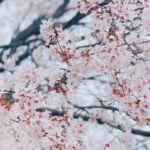 Rina Aizawa Instagram – りな撮の数年前の桜と今年の桜だよー🌸

こんな状況の中、桜が癒しを届けてくれたような、そんな気がしました☺️
皆さん、健康に気をつけて日々を過ごして下さいね！
