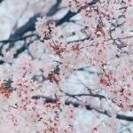 Rina Aizawa Instagram - りな撮の数年前の桜と今年の桜だよー🌸 こんな状況の中、桜が癒しを届けてくれたような、そんな気がしました☺️ 皆さん、健康に気をつけて日々を過ごして下さいね！
