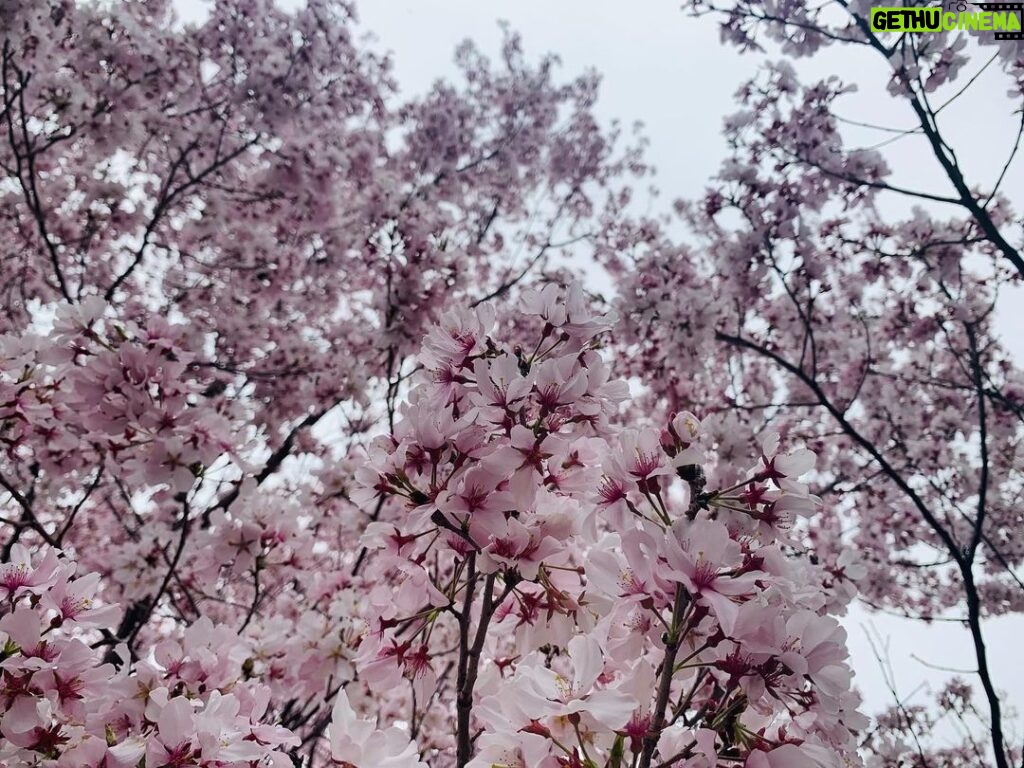 Rina Aizawa Instagram - りな撮の数年前の桜と今年の桜だよー🌸 こんな状況の中、桜が癒しを届けてくれたような、そんな気がしました☺️ 皆さん、健康に気をつけて日々を過ごして下さいね！