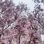 Rina Aizawa Instagram - りな撮の数年前の桜と今年の桜だよー🌸 こんな状況の中、桜が癒しを届けてくれたような、そんな気がしました☺️ 皆さん、健康に気をつけて日々を過ごして下さいね！