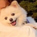Rina Aizawa Instagram - いつかのしんのすけ🐶 いい笑顔見せてくれました☺️笑