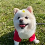 Rina Aizawa Instagram - しんちゃんと公園へ🐕🍃 いい笑顔でしょう🥺 たくさん歩いたあと帰りの車の中では爆睡なしんちゃん😪子供みたいです😂
