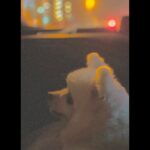 Rina Aizawa Instagram - 久々にしんのすけの写真🐻‍❄️🌙 今年10歳になるよ〜…！ 年をとると愛おしさが増しますね😌