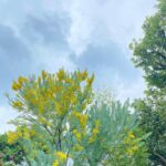 Rina Aizawa Instagram - ロケ現場に🌼🌼 綺麗に咲いていたので沢山写真撮っちゃいました~‼︎