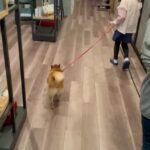 Ririsa Miyazaki Instagram - 大好きなネギ🐕♡ 一緒にお散歩できて嬉しかったです！ #王様に捧ぐ薬指 #王ささ