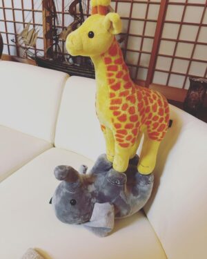 Ririsa Miyazaki Instagram - ばらかもん第9話ご視聴ありがとうございます。
見逃してしまった方は是非TVerでご覧ください☺︎

動物園とっても楽しかったです✴︎✴︎
先生の肩車はすごく高くてびっくりしたけど手を繋いでくれたので怖くなかったです！！

#ばらかもん
#琴石なる役
#お気に入りのキリンとぞう