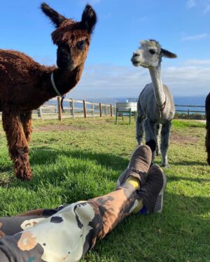 Robert Downey Jr. Instagram - We're always creating strong bonds with our animals, old and new. Tell us about yours, and watch #TheBond now on @discoveryplus