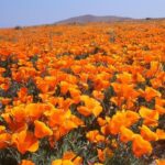 Robert Downey Jr. Instagram - Dear Fellow Golden State Residents! Help CA stop the spread. Join me and head to http://canotify.ca.gov today for exposure alerts & how you can help get CA back on our feet. It won't track your location, and it's completely anonymous. #CAnotify #addyourphone