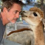 Robert Downey Jr. Instagram - #FuzzytheAlpaca has an exciting announcement. #TheBond will air on @discovery! Our series dives in to the wondrous and intimate connections between humans and animals. (Because animals are people too, and humans are animals, last I checked.)