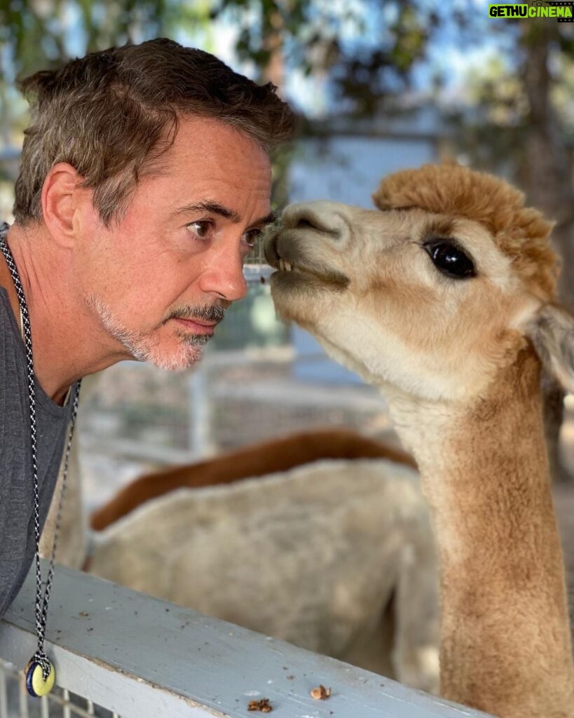 Robert Downey Jr. Instagram - #FuzzytheAlpaca has an exciting announcement. #TheBond will air on @discovery! Our series dives in to the wondrous and intimate connections between humans and animals. (Because animals are people too, and humans are animals, last I checked.)