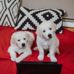 Robin Blase Instagram – All diese süßen Tiere haben schon das neue Video geguckt. Jetzt ihr! Link zum neuen YouTube Video featuring Welpen & Minischwein jetzt auf dem RobBubble Kanal. Link in der Bio! #cuteanimals #animalsofinstagram #animals #pig #puppy