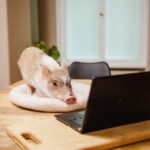 Robin Blase Instagram – All diese süßen Tiere haben schon das neue Video geguckt. Jetzt ihr! Link zum neuen YouTube Video featuring Welpen & Minischwein jetzt auf dem RobBubble Kanal. Link in der Bio! #cuteanimals #animalsofinstagram #animals #pig #puppy