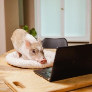 Robin Blase Instagram - All diese süßen Tiere haben schon das neue Video geguckt. Jetzt ihr! Link zum neuen YouTube Video featuring Welpen & Minischwein jetzt auf dem RobBubble Kanal. Link in der Bio! #cuteanimals #animalsofinstagram #animals #pig #puppy