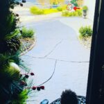 Rockmond Dunbar Instagram - Echo is a snitch!!! Hey @JeffBezos I was just kidding about canceling my @AmazonPrime I was just upset about all the free kid movies now costing $14.99 during quarantine... My apologies. Can I get my packages delivered to the door now? #🤷🏾‍♂️😂😂😂