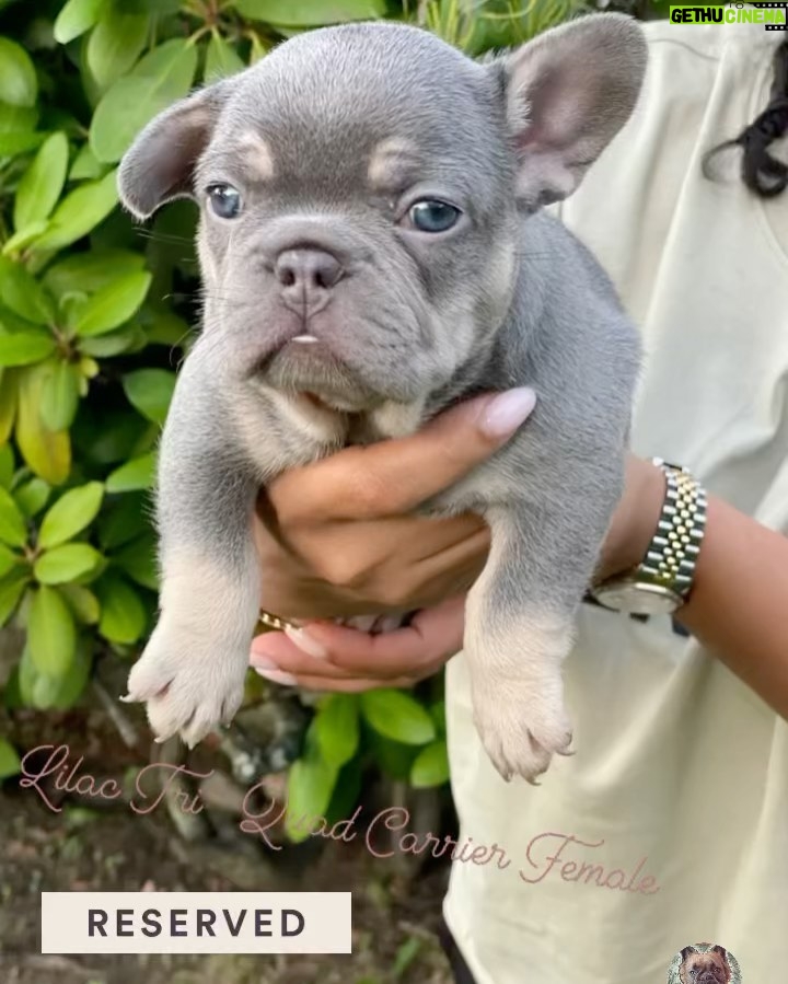 Rockwilder Instagram - My son @pudoublep just set the season off right with the new @dogghouseexotics brand of the best frenchies and bulldogs on the radar!!! Make sure you check ‘em out!! All colors, all flavors!! Let’s get it!! #dogs #breed #animal #frenchbulldog #englishbulldogs