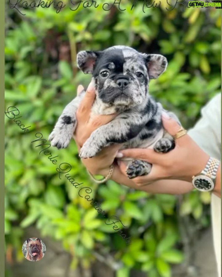 Rockwilder Instagram - My son @pudoublep just set the season off right with the new @dogghouseexotics brand of the best frenchies and bulldogs on the radar!!! Make sure you check ‘em out!! All colors, all flavors!! Let’s get it!! #dogs #breed #animal #frenchbulldog #englishbulldogs