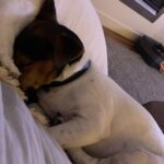 Rodger Corser Instagram - ME: I don’t want a bloody dog. Family: Sure Dad ....I hate being wrong